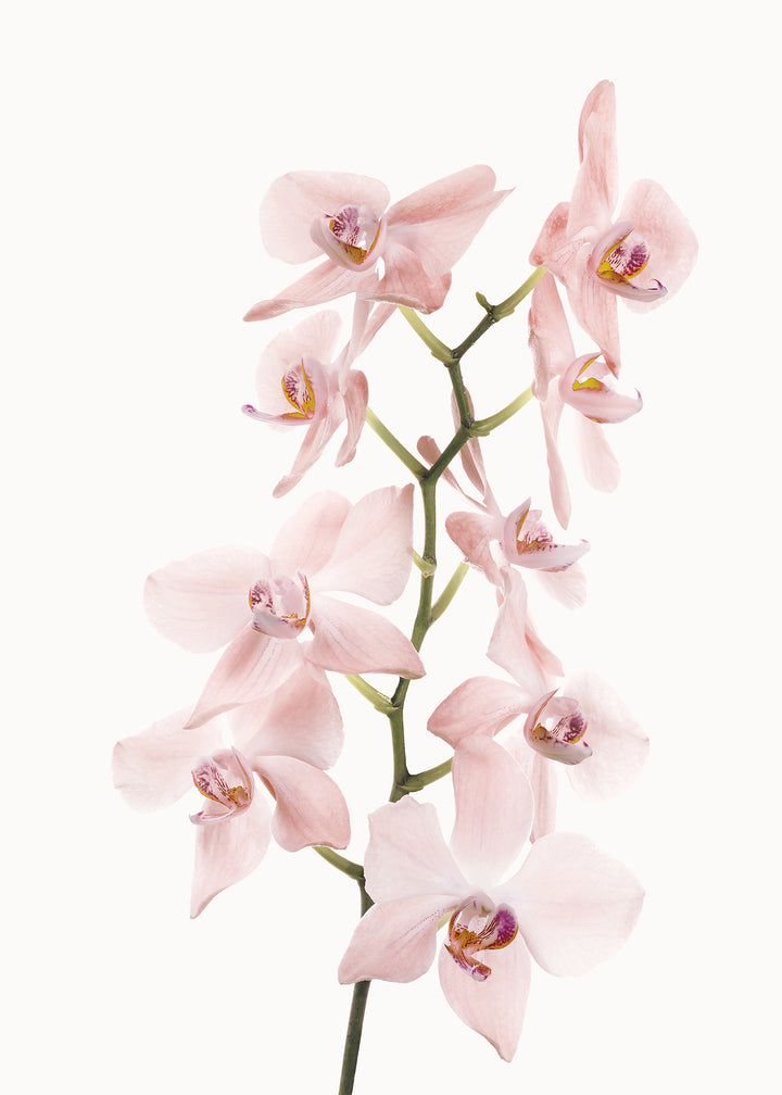Ljuddämpande tavla - Pink Orchids