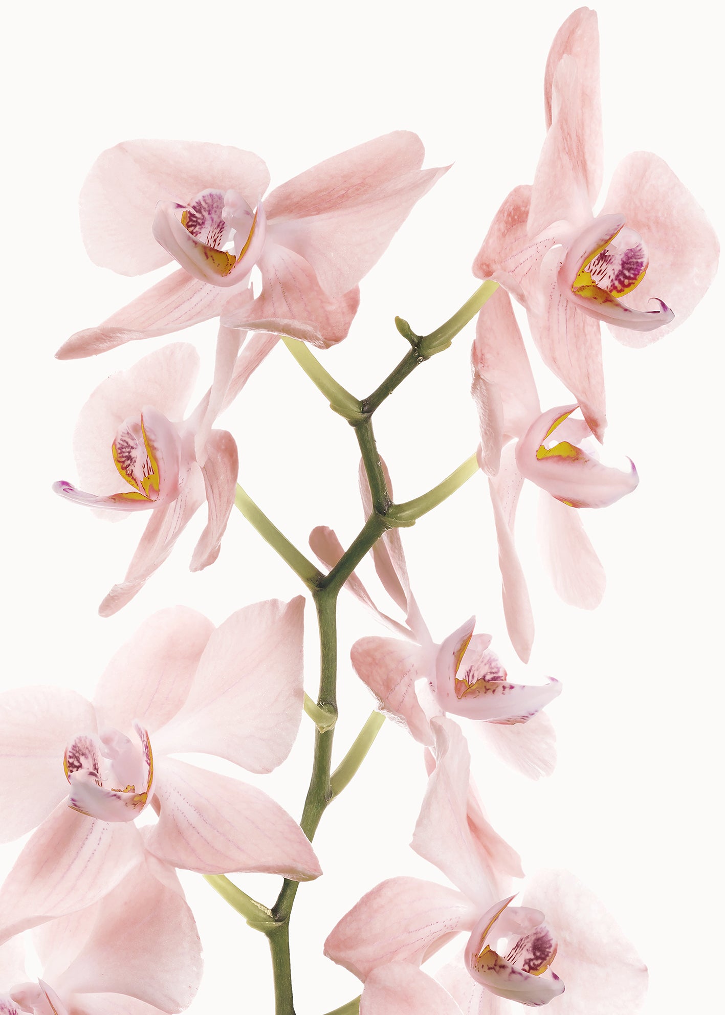 Ljuddämpande tavla - Pink Orchids