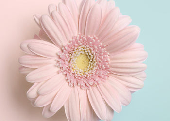 Ljuddämpande tavla - Gerbera