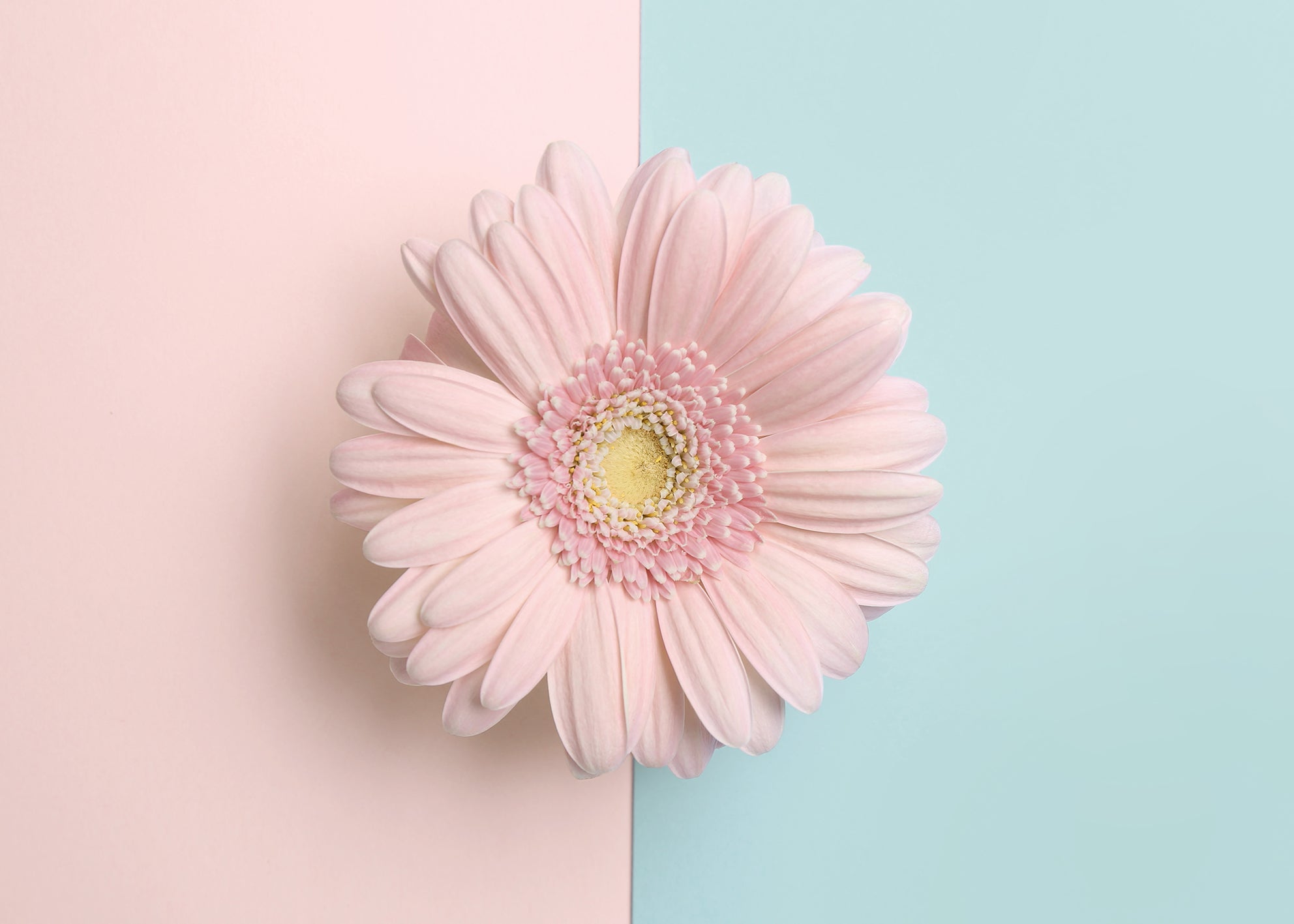Ljuddämpande tavla - Gerbera