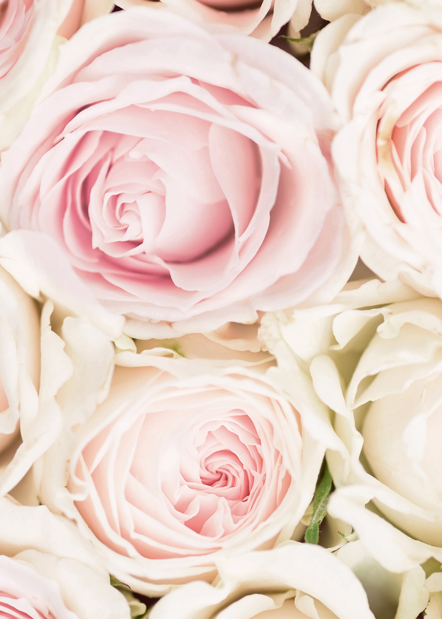 Ljuddämpande tavla - Pink Roses