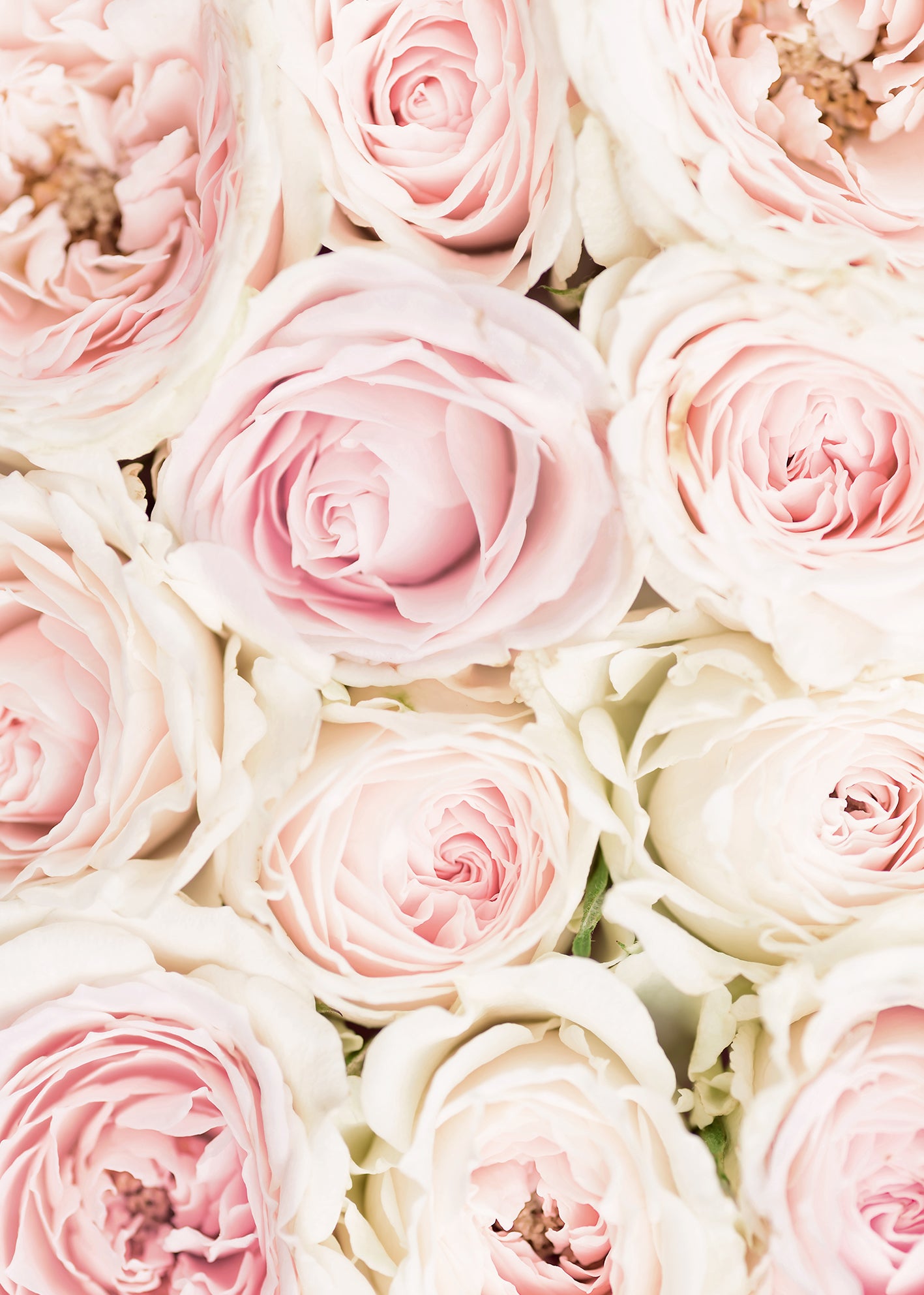 Ljuddämpande tavla - Pink Roses
