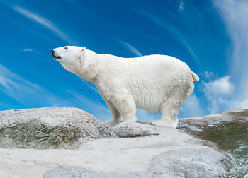 Ljuddämpande tavla - King of the Arctic - Isbjörn