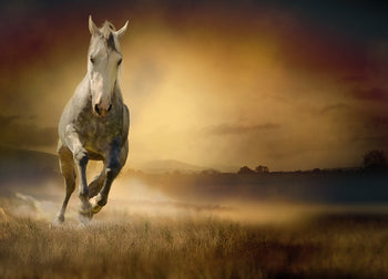 Ljuddämpande tavla - Freedom - Häst