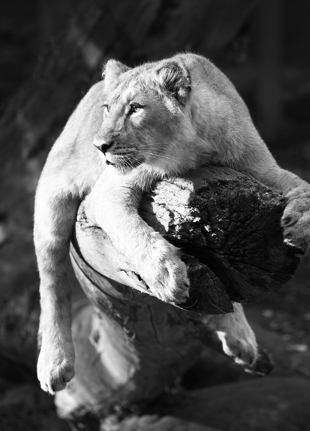 Ljuddämpande tavla - Lurking lion - Lejon