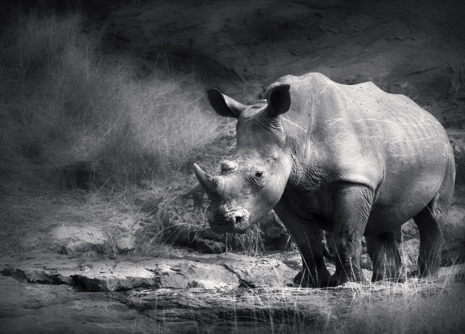 Ljuddämpande tavla - Rhino in the night - Noshörning