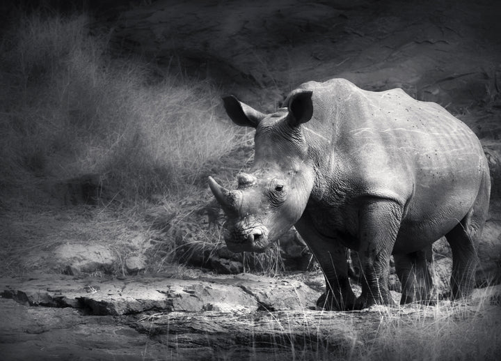 Ljuddämpande tavla - Rhino in the night - Noshörning