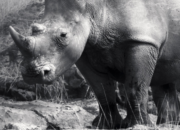 Ljuddämpande tavla - Rhino in the night - Noshörning