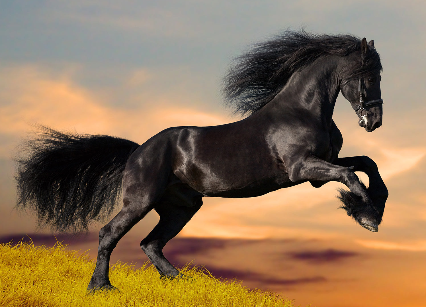 Ljuddämpande tavla - Black beauty - Häst