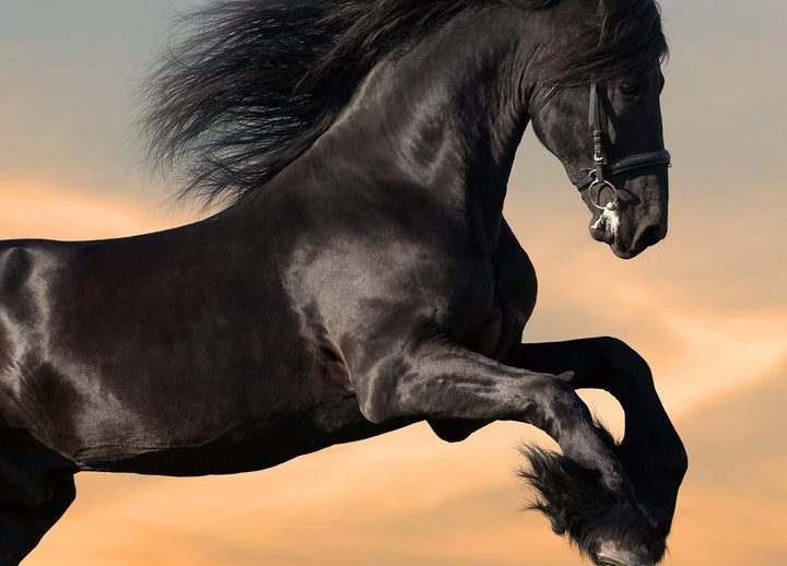Ljuddämpande tavla - Black beauty - Häst