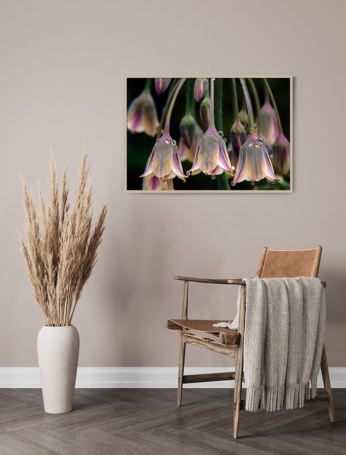 Poster - Tulipa