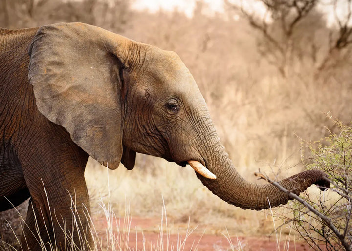 Canvastavla - African Elephant