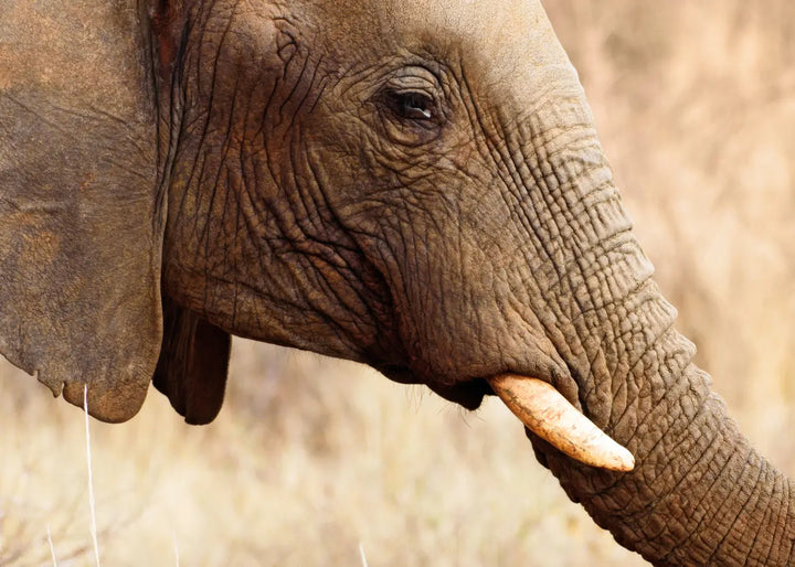 Canvastavla - African Elephant