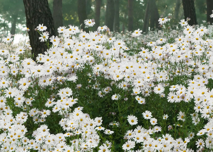 Canvastavla - Daisy Field
