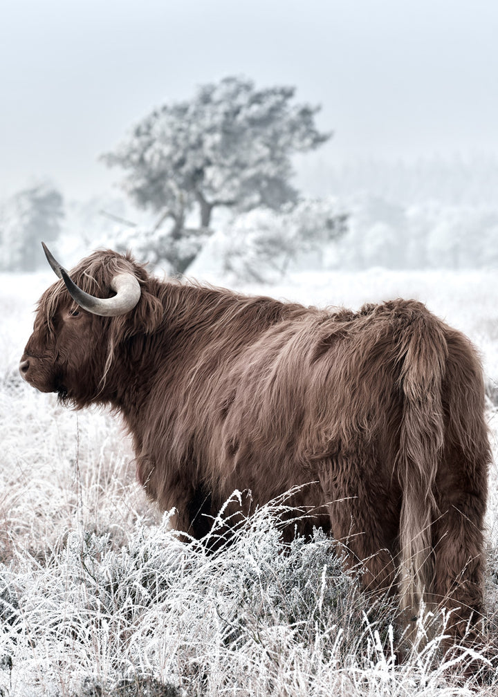 Juliste - Highland
