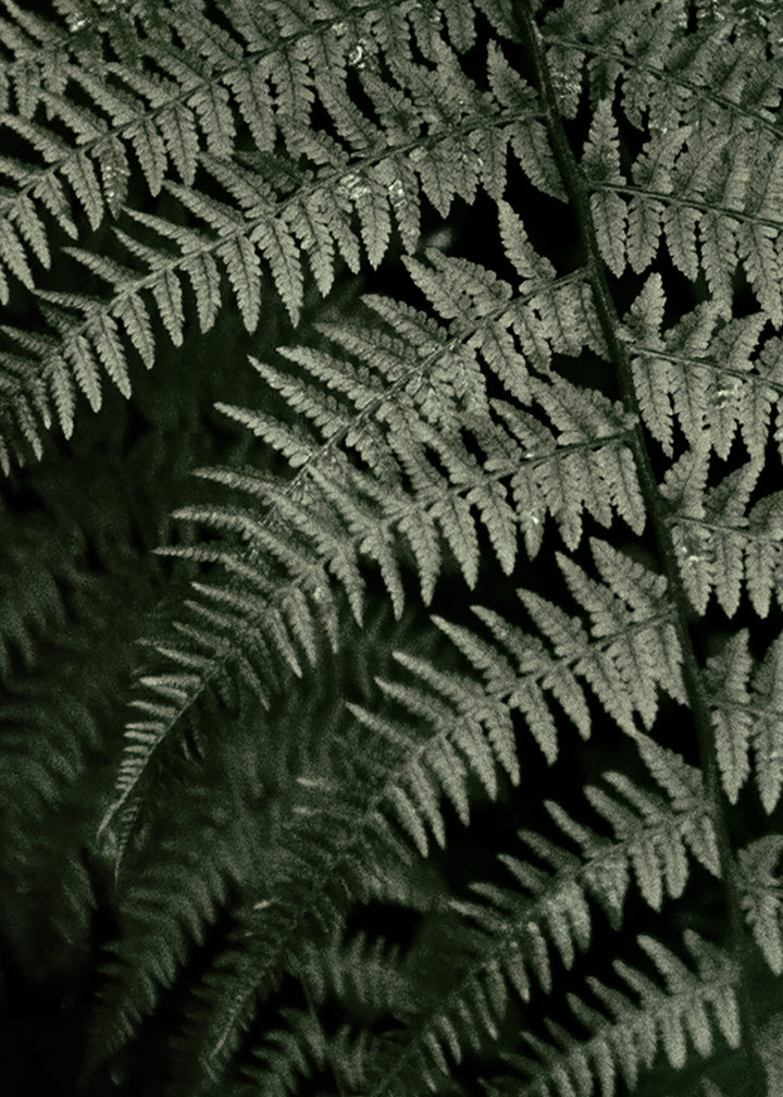 Canvastavla - Fern Forest