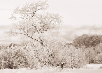 Ljuddämpande tavla - White Snow