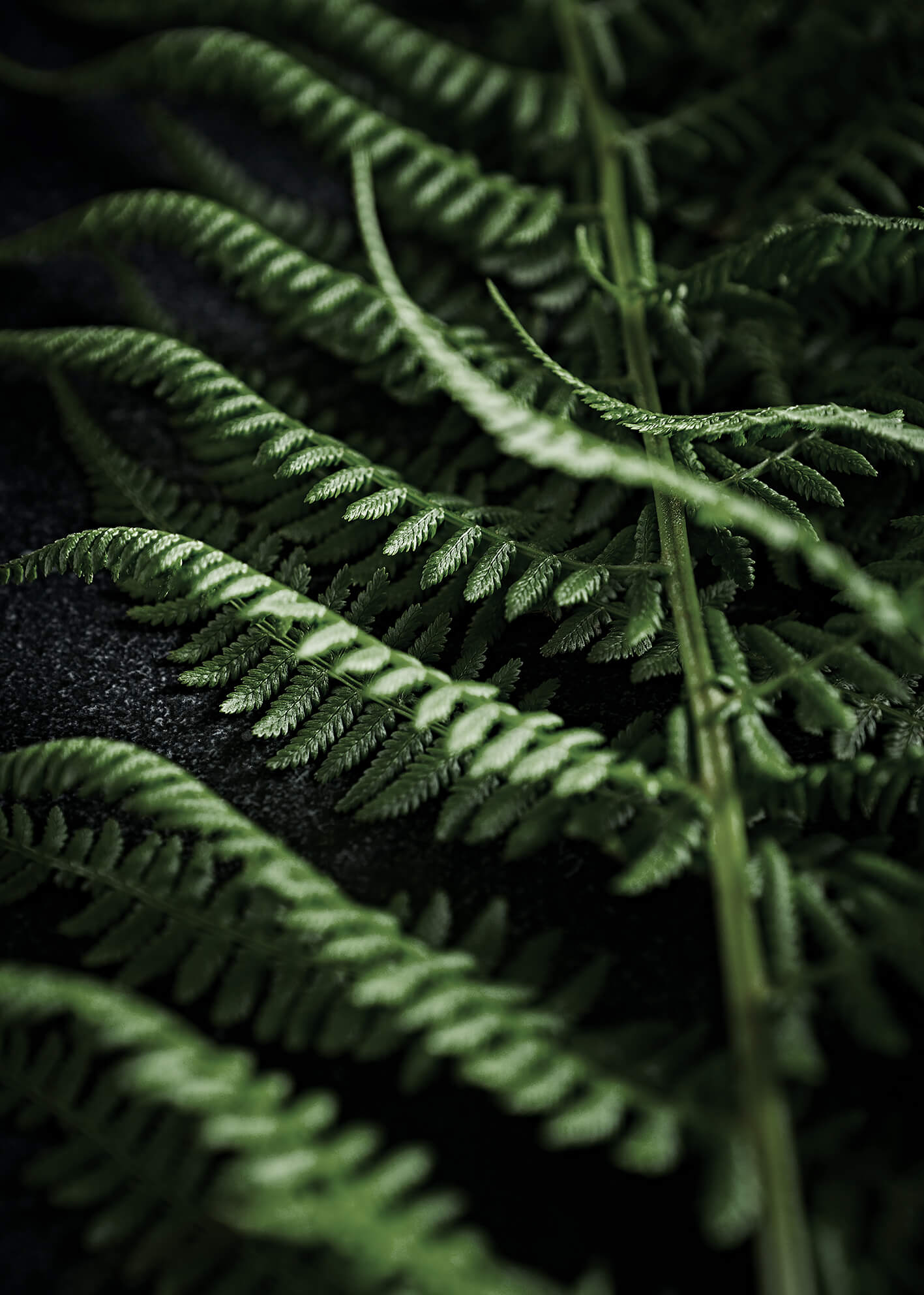Ljuddämpande tavla - Green fern