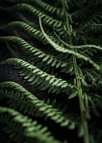 Ljuddämpande tavla - Green fern