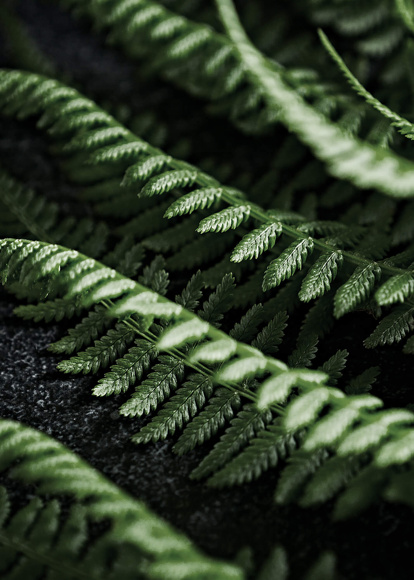 Ljuddämpande tavla - Green fern