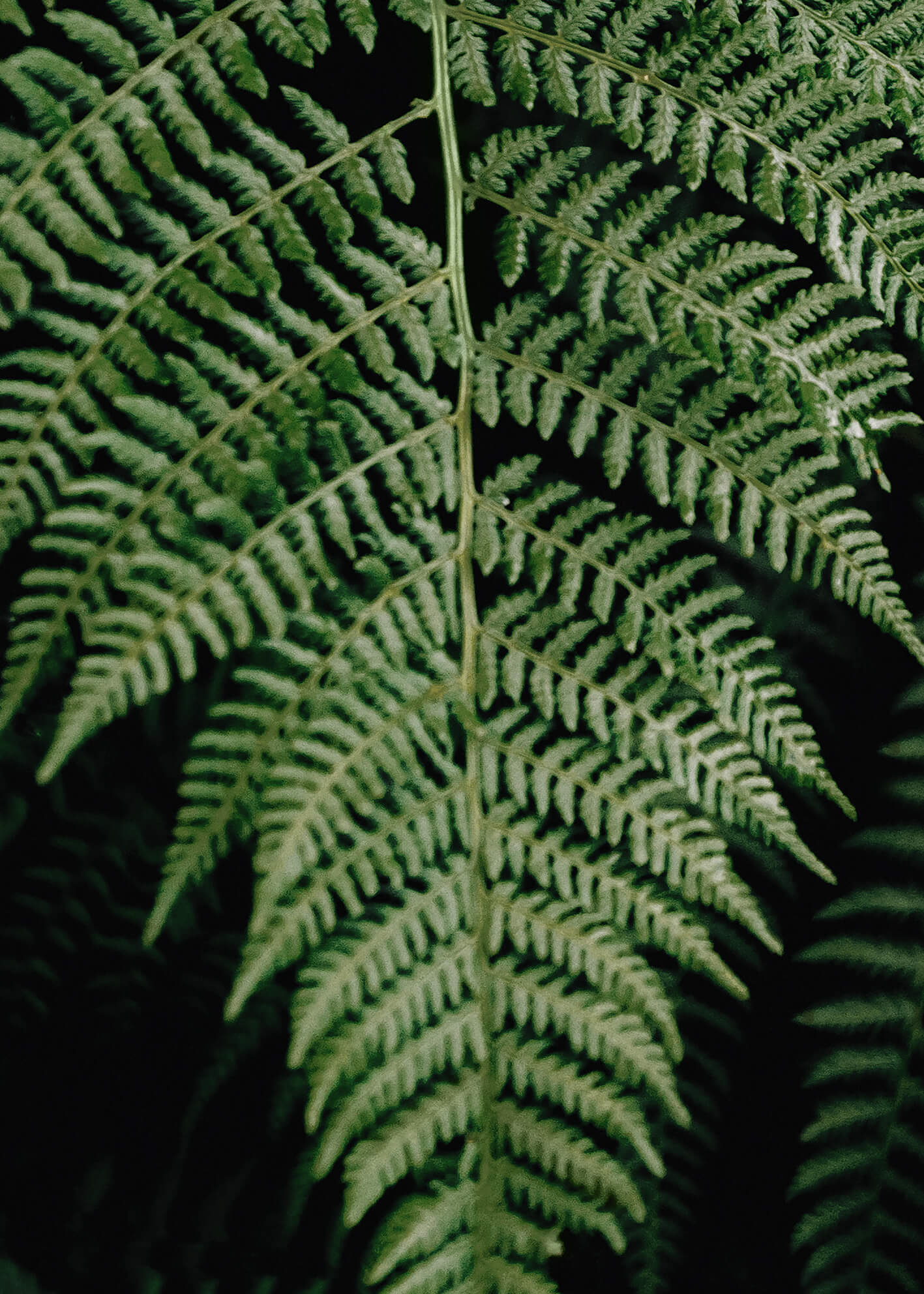 Ljuddämpande tavla - Fern