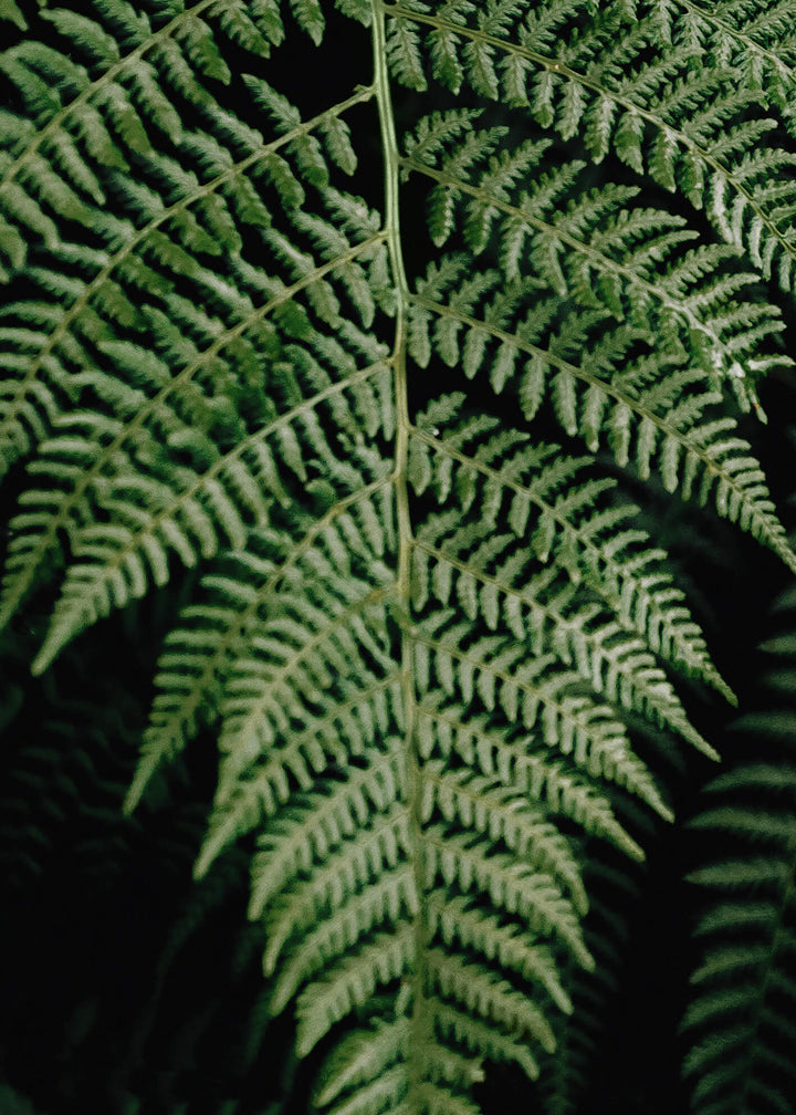 Ljuddämpande tavla - Fern