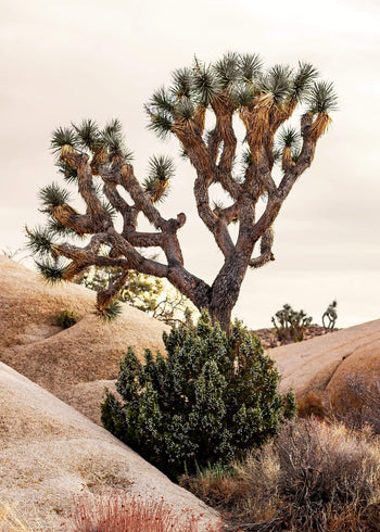 Ljuddämpande tavla - Joshua Tree Desert