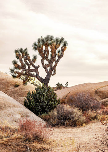 Ljuddämpande tavla - Joshua Tree Desert