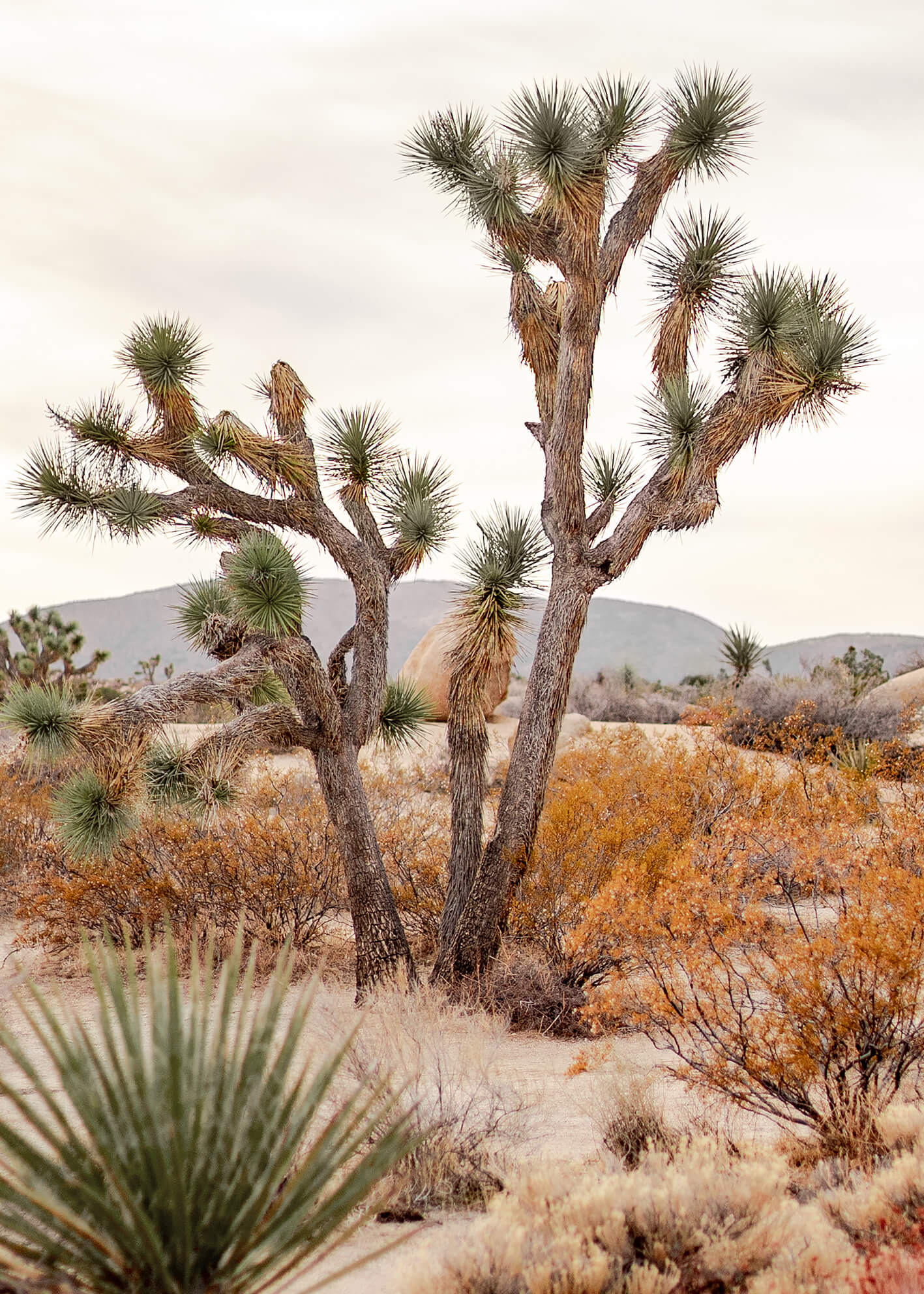Ljuddämpande tavla - Desert of California
