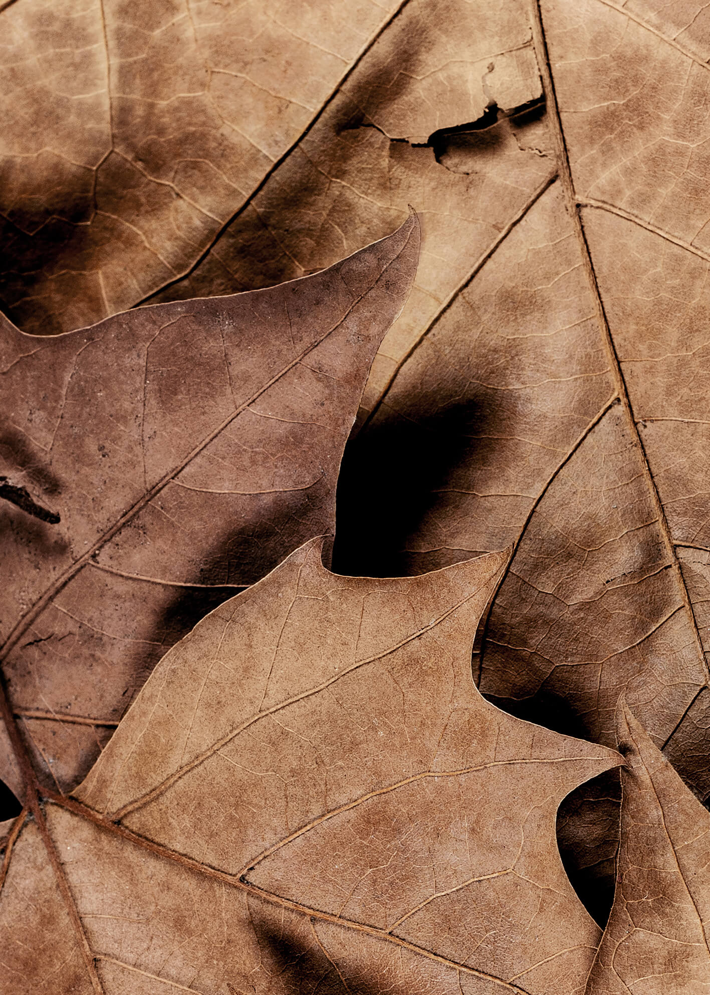 Ljuddämpande tavla - Dry Leaves