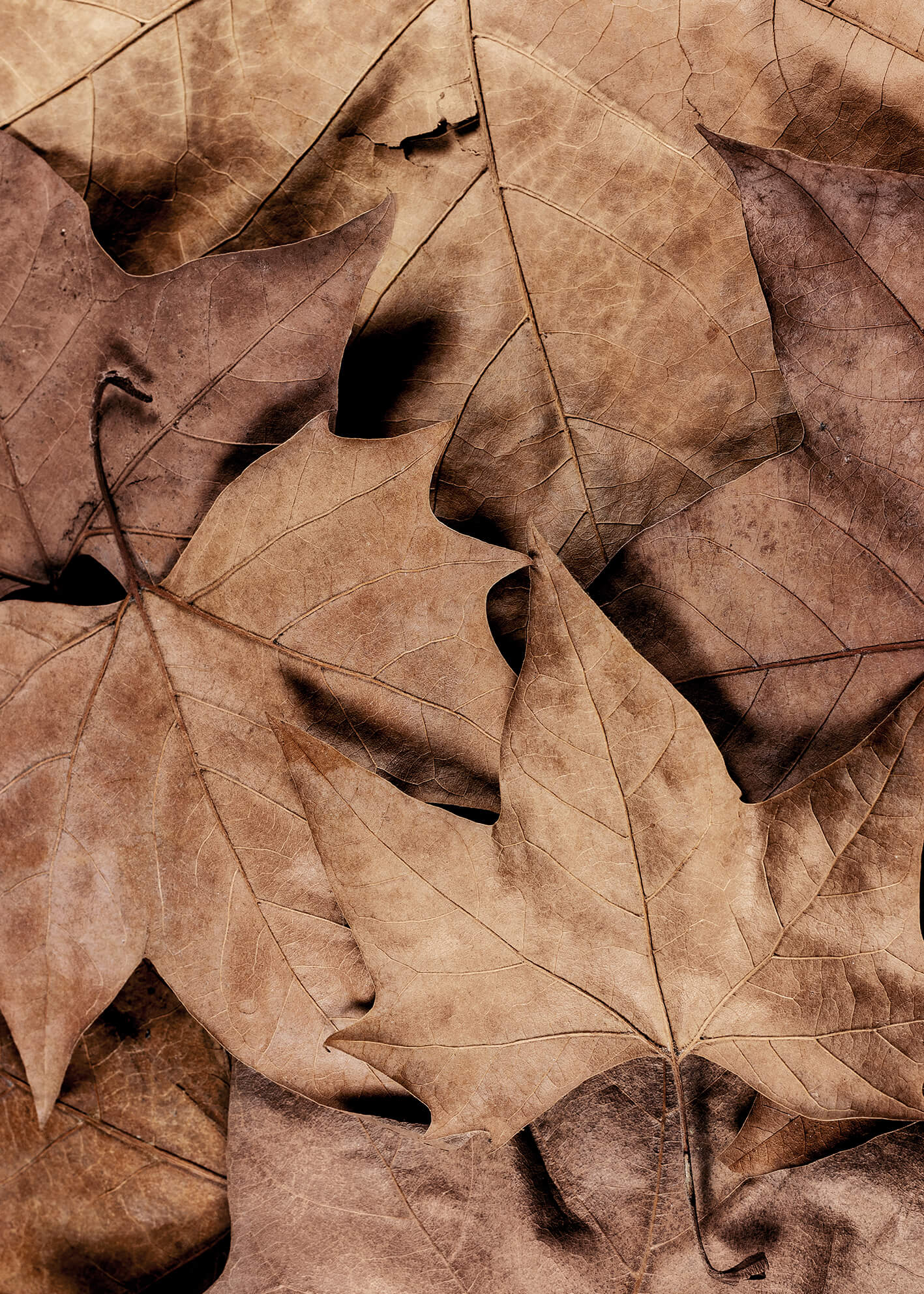 Ljuddämpande tavla - Dry Leaves