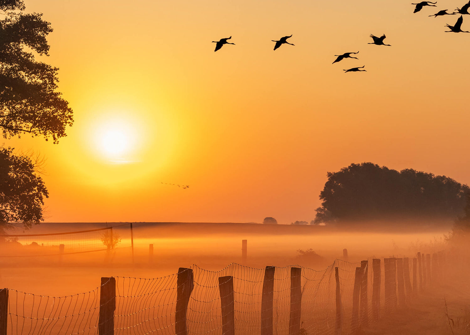 Ljuddämpande tavla - Sunrise Birds