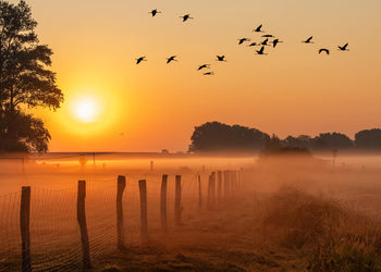 Ljuddämpande tavla - Sunrise Birds