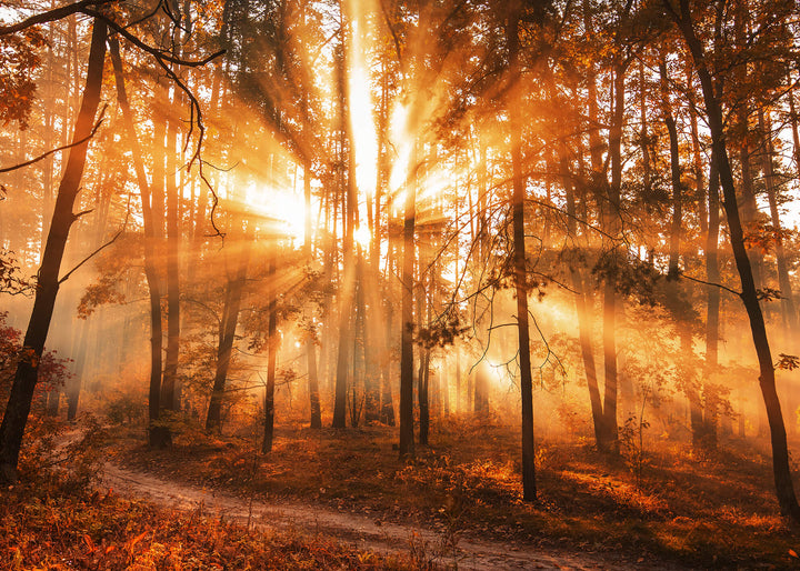 Ljuddämpande tavla - Sunny Forest