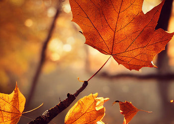 Ljuddämpande tavla - Sunny Leaf