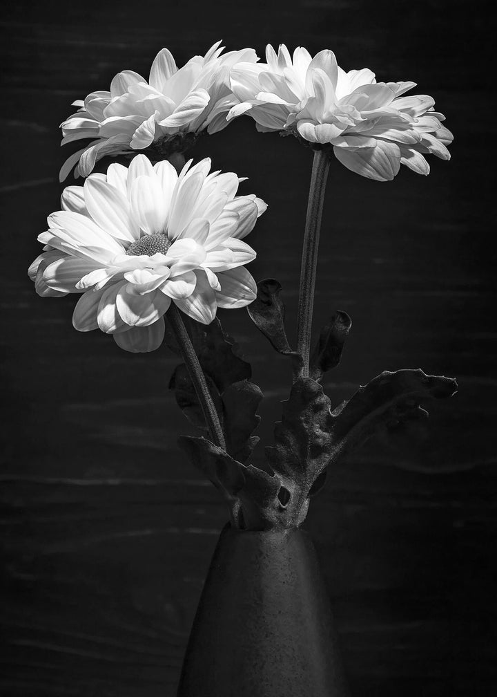 Ljuddämpande tavla - Daisy flower
