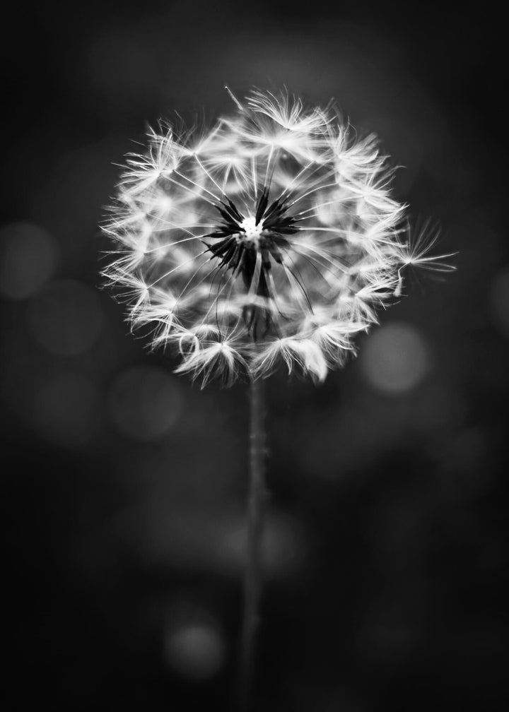 Ljuddämpande tavla - Dandelion wish