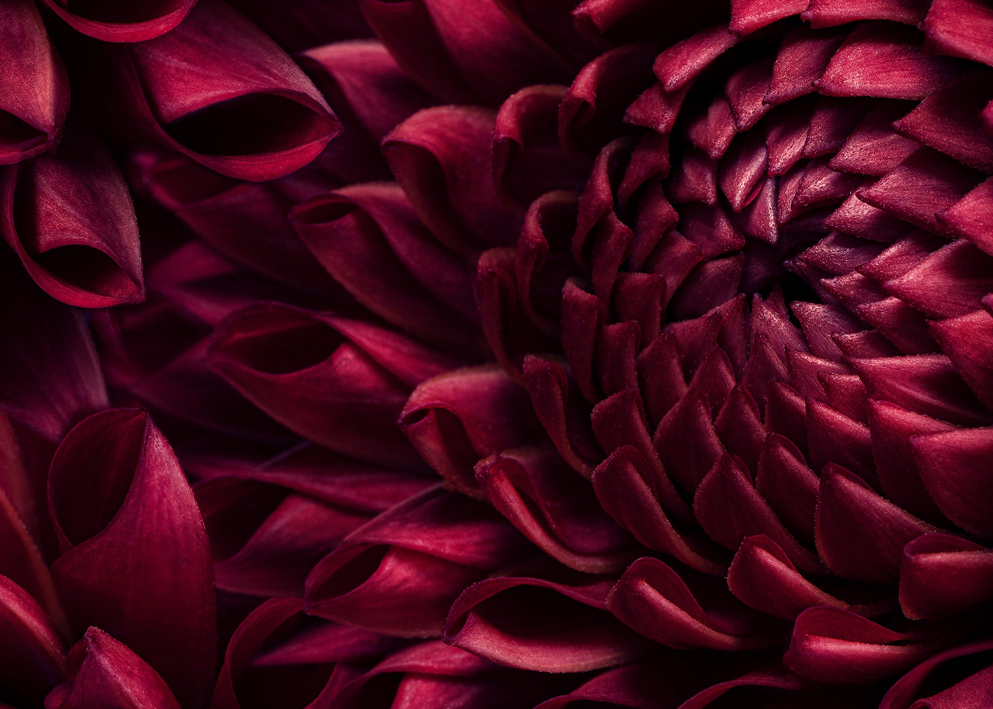 Ljuddämpande tavla - Dahila Viva Magenta