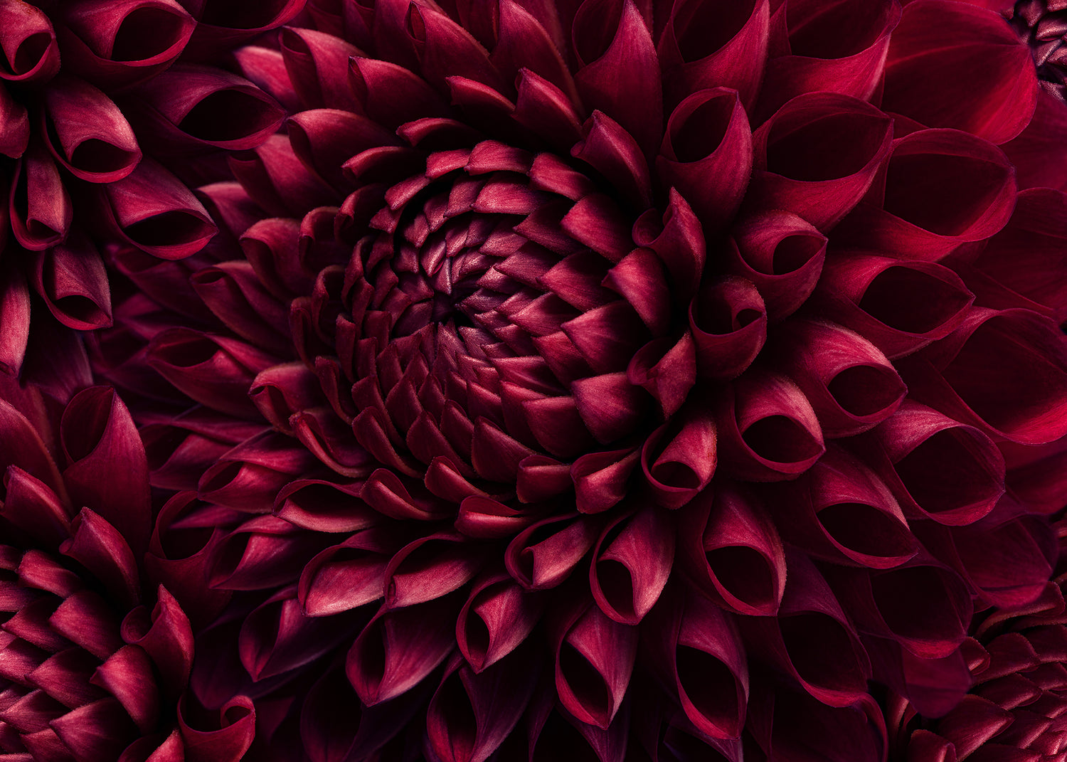 Ljuddämpande tavla - Dahila Viva Magenta