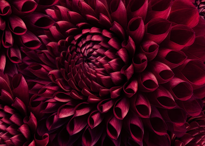 Ljuddämpande tavla - Dahila Viva Magenta