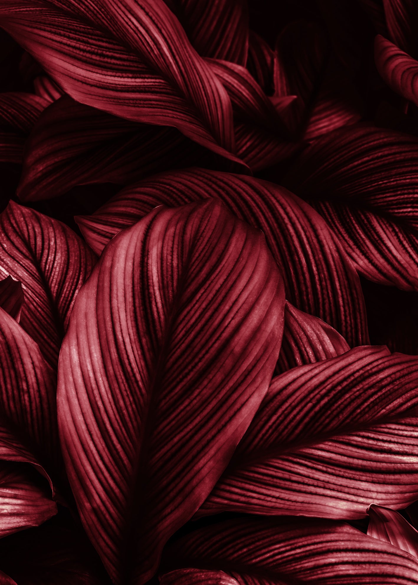 Ljuddämpande tavla - Viva Magenta Leaf