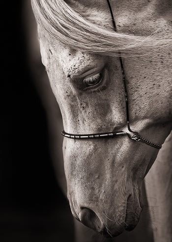 Canvastavla - Equestrian Harmony