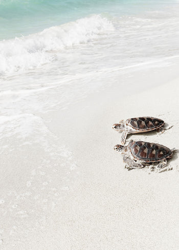 Ljuddämpande tavla - Turtle on the beach