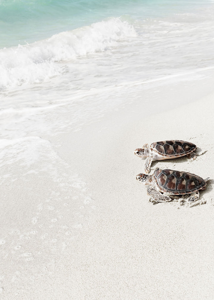 Ljuddämpande tavla - Turtle on the beach