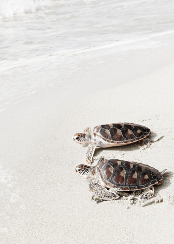 Ljuddämpande tavla - Turtle on the beach
