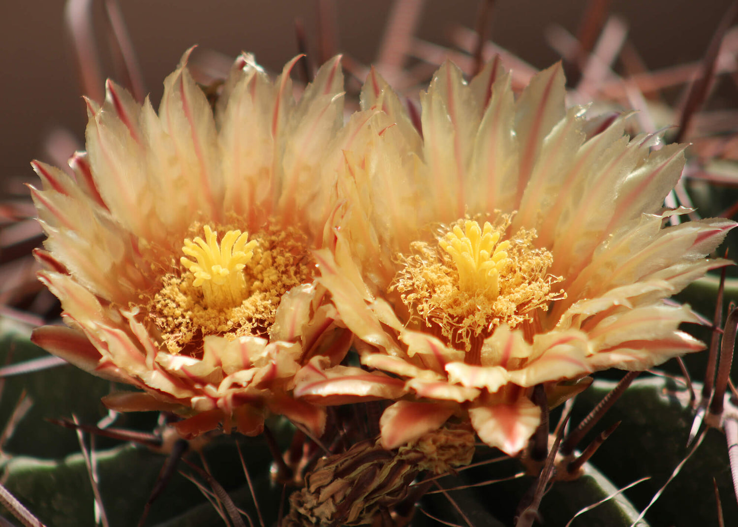 Ljuddämpande tavla - Ferocactus