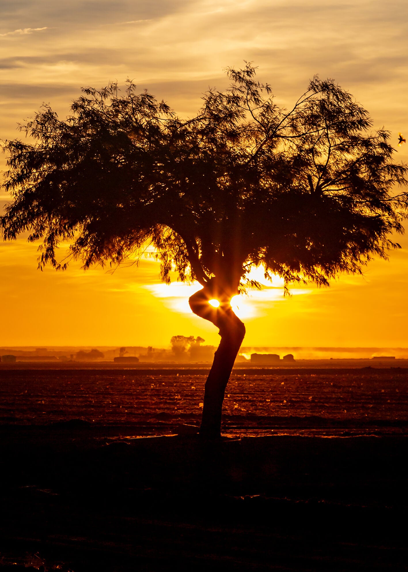 Ljuddämpande tavla - Sunrise tree
