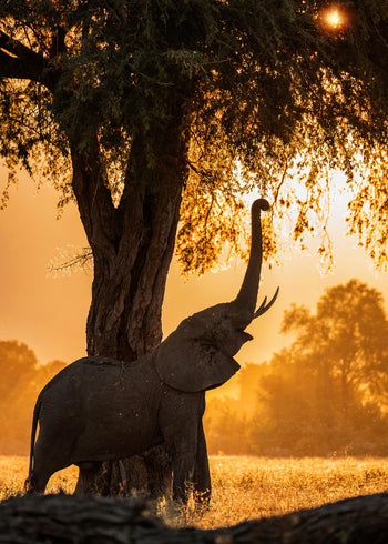 Ljuddämpande tavla - Elephant landscape