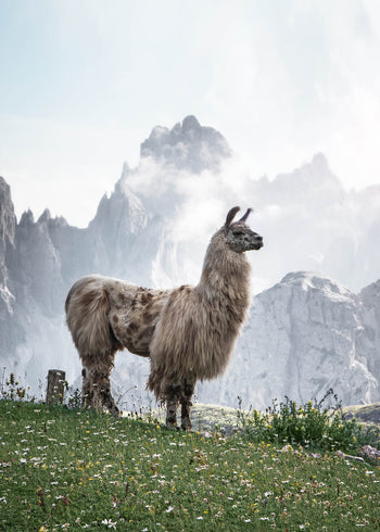 Ljuddämpande tavla - Alpacia