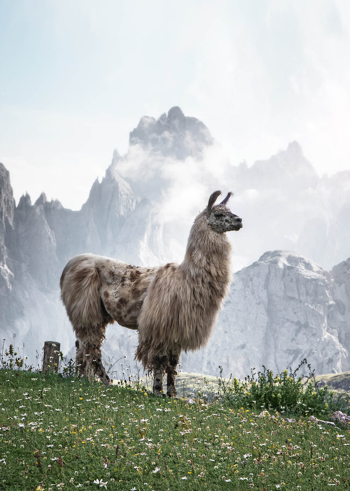 Ljuddämpande tavla - Alpacia